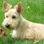 Mini Scottish Fox Terrier -- Terrier écossais X Miniature Fox Terrier