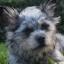 Mini Yorkshire Aussie -- Berger Miniature Américain X Yorkshire Terrier
