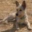 Minnie Parson -- Pinscher nain X Parson Russell Terrier