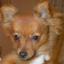 Pom-Silk -- Spitz Toy / Pomeranian X Terrier australien à poil soyeux