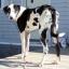 Plush Danois -- Kangal Shepherd Dog X Great Dane