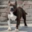 Pocket Pitbull -- American Pit Bull Terrier X Patterdale Terrier