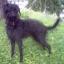 Pootalian -- Poodle X Italian Sighthound