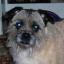 Pugairn -- Mopshond X Cairn Terrier