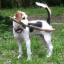 Crested Beagle -- Chinesischer Schopfhund X Beagle