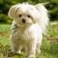 Crested Malt -- Chinesischer Schopfhund X Malteser