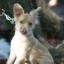 King Wheaten --Cavalier King Charles Spaniel X Irish Soft Coated Wheaten Terrier