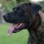 Labrador Corso -- Labrador Retriever X Italian Corso dog
