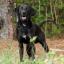 Labradane -- Labrador Retriever X Duitse Dog