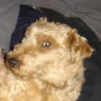 Mon petit garçon Willy