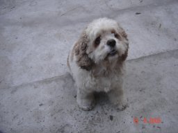 Canelle