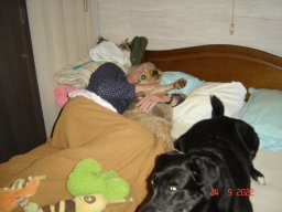 Mes chiens actuels
