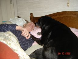 Mes chiens actuels
