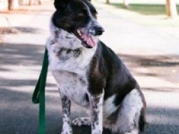 2167