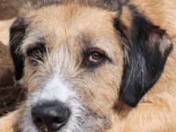 2466