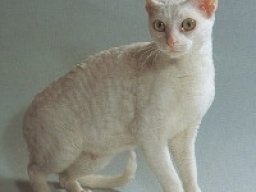 3036