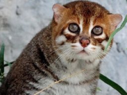 3127