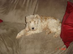 Mes chiens actuels