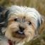 Griffonshire -- Griffon bruxellois X Yorkshire Terrier