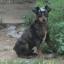 Arlequin Pinscher