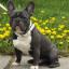 Bouledogue français