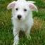 Havanestie -- Bichon havanais X West Highland White Terrier