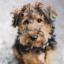 Hava-Welsh -- Bichon havanais X Welsh Terrier