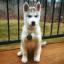 Husky Jack -- Husky de Sibérie X Jack Russell Terrier