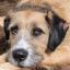 Irish Saint Terrier -- Terrier irlandais X Chien du Saint-Bernard