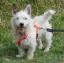 Jack Highland Terrier -- Jack Russell Terrier X West Highland White Terrier