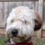 Kerry Wheaten -- Kerry Blue Terrier X Terrier irlandais à poil doux