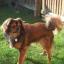 King Charles Yorkie -- Cavalier King Charles Spaniel X Yorkshire Terrier