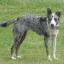 Australian Koolie