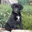 Labernese -- Retriever du Labrador X Bouvier bernois
