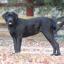 Mastador -- Mastiff X Retriever du Labrador