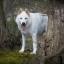 Northern Inuit Dog