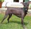 Chien nu de Mandchourie