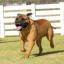 Bullmastiff miniature