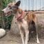 Chien de Sarail