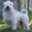 Chien laineux Salish