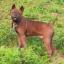 Chien courant de Chuandong