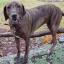 Plott Hound