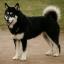 Husky de Sakhaline