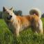 Odate Inu