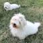 Coton de Réunion