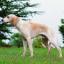 Chien Montemboeuf