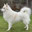 Spitz danois