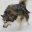 Husky du fleuve Mackenzie