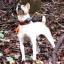 Buckley Mountain Feist