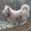 Spitz turc